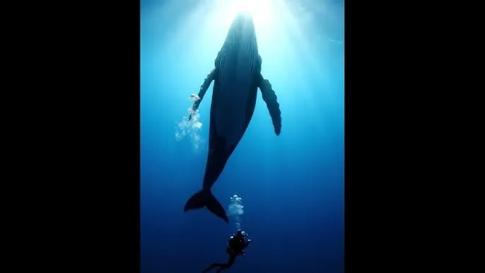 我和黑帮老大第365天 - 深蓝星球：探索海洋深处的未知世界